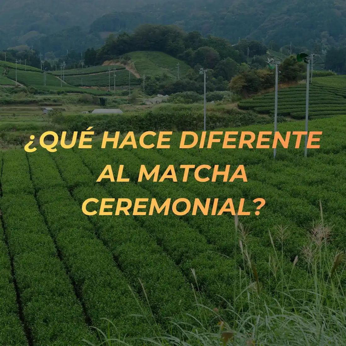 ¿Qué hace diferente al matcha ceremonial?