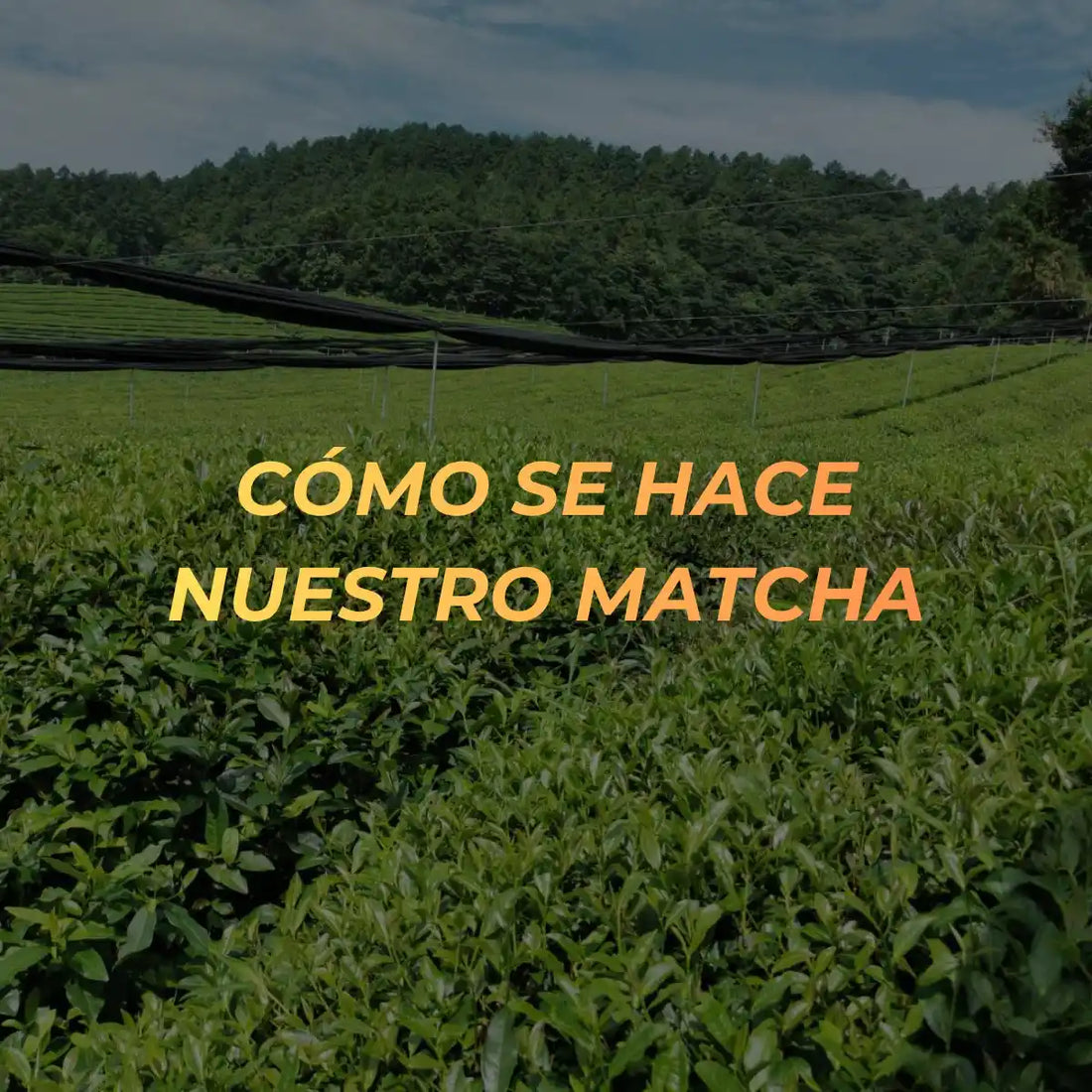 imagen destacada como se hace nuestro matcha